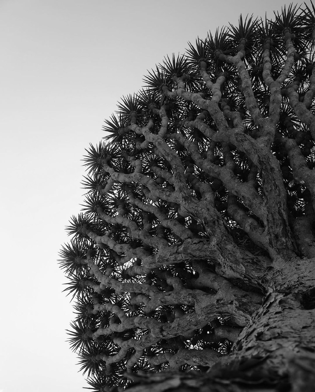 Dragon Blood Tree